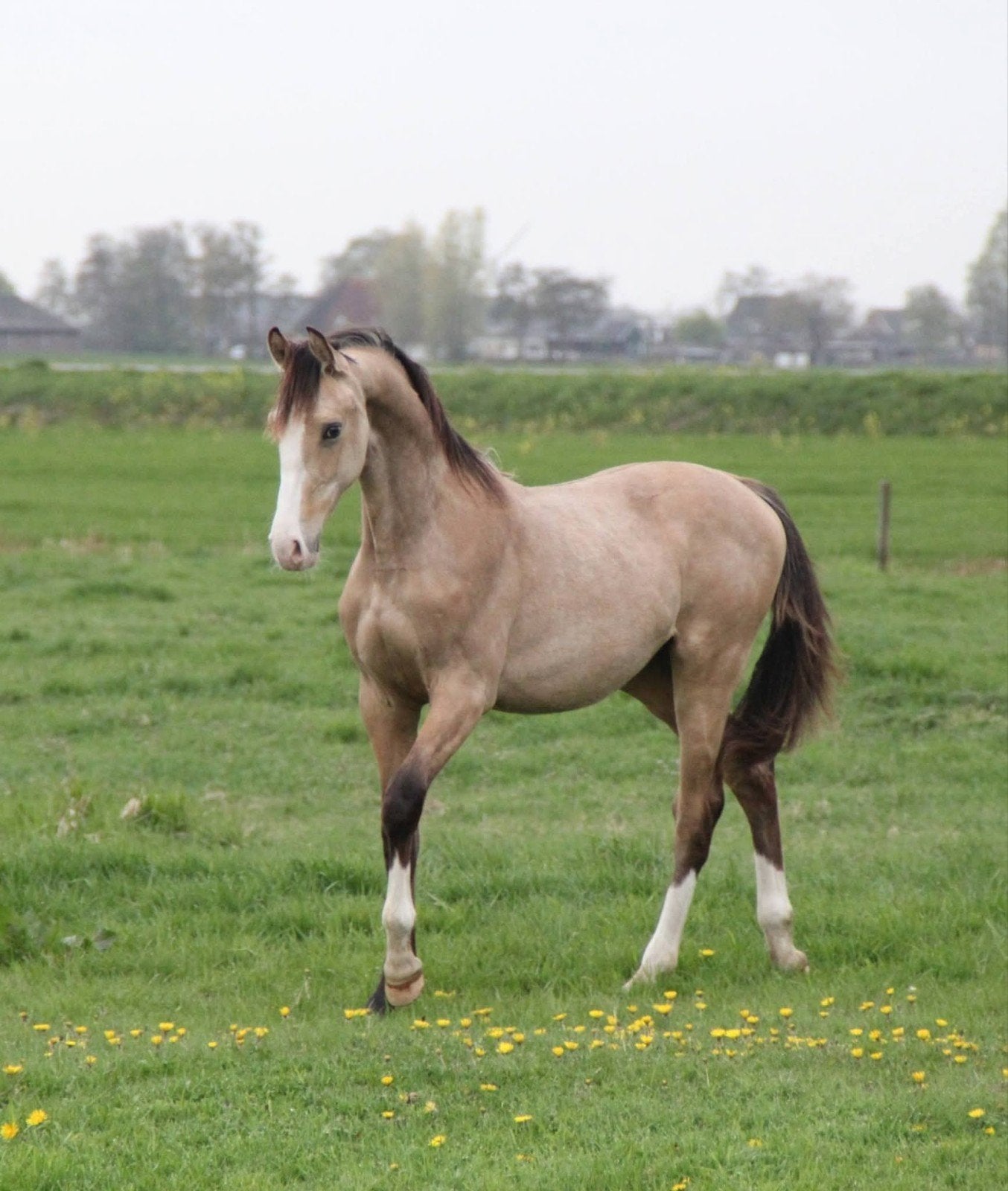 Prachtige jaarling ruin, Minder dan 160 cm, Met stamboom, Ruin, Dressuurpaard