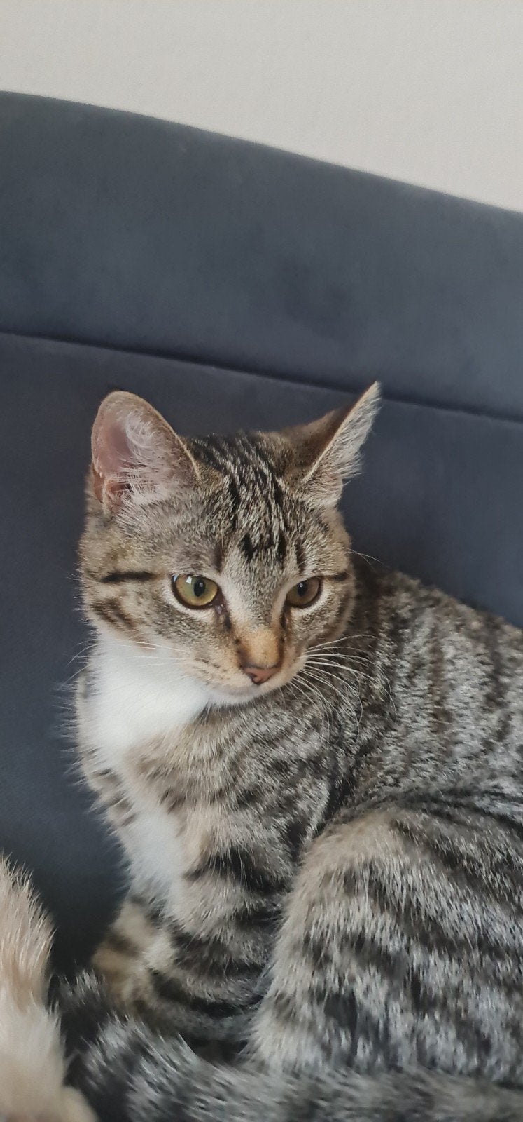 COCO zoekt een nieuwe familie, Poes, Met stamboom, 0 tot 2 jaar