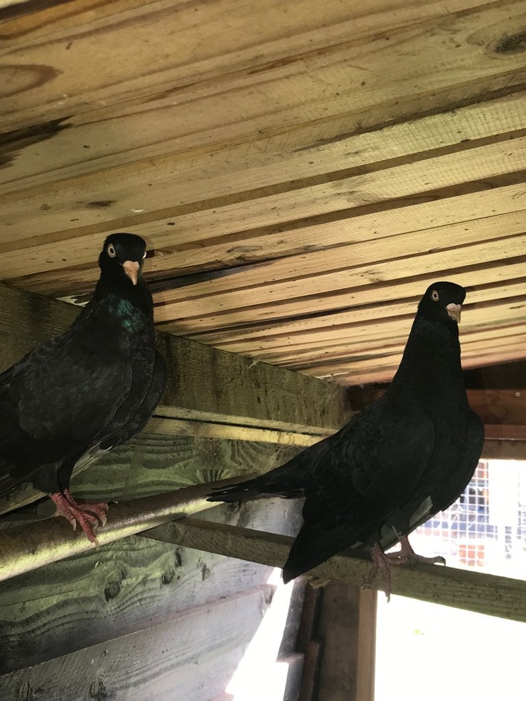 koppel blauw mannetje, zwart vrouwtje.oosterse roller €12!, Dieren en Toebehoren, Meerdere dieren, Tuimelaar of Roller