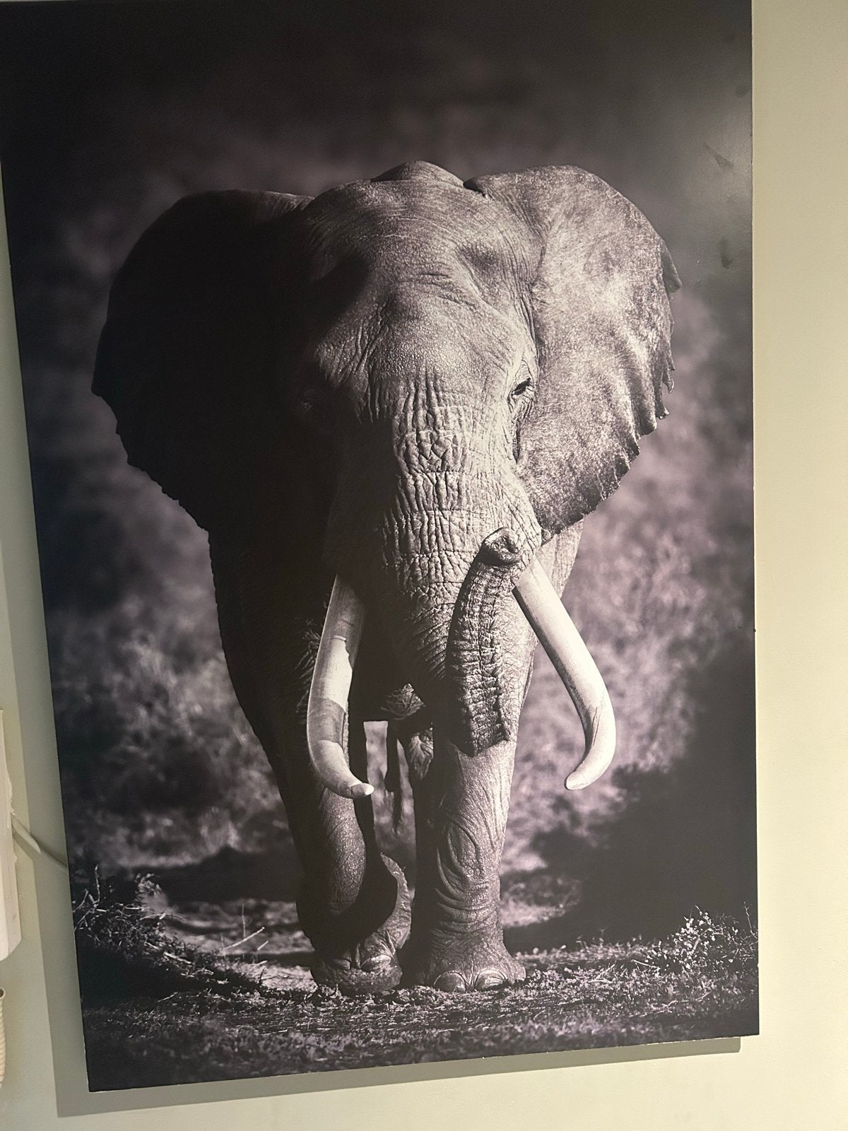 Dieren foto's: Tijger, Leeuw en Olifant, Ophalen of Verzenden, Zo goed als nieuw, Foto of Poster, 75 – 100