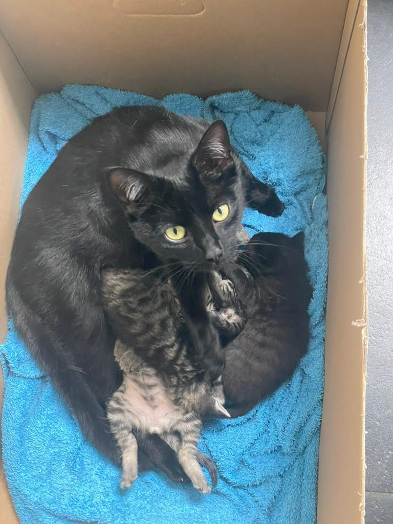 Nog EEN lieve sociale kittens te koop, Kater