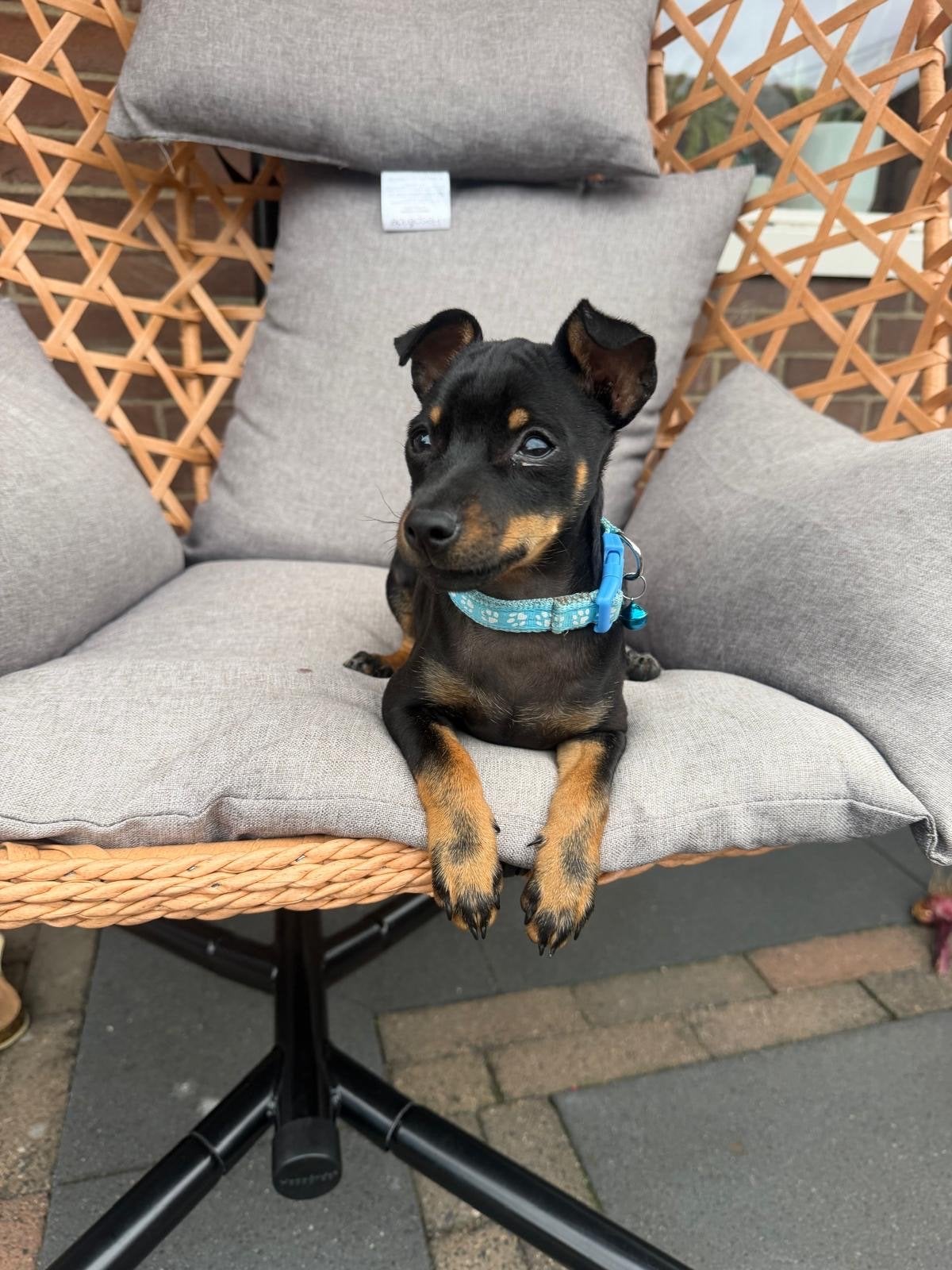 Lieve pup Leo - 4maanden-Dwergpinscher -Gechipt met Paspoort, Parvo, Particulier, 8 tot 15 weken, Buitenland