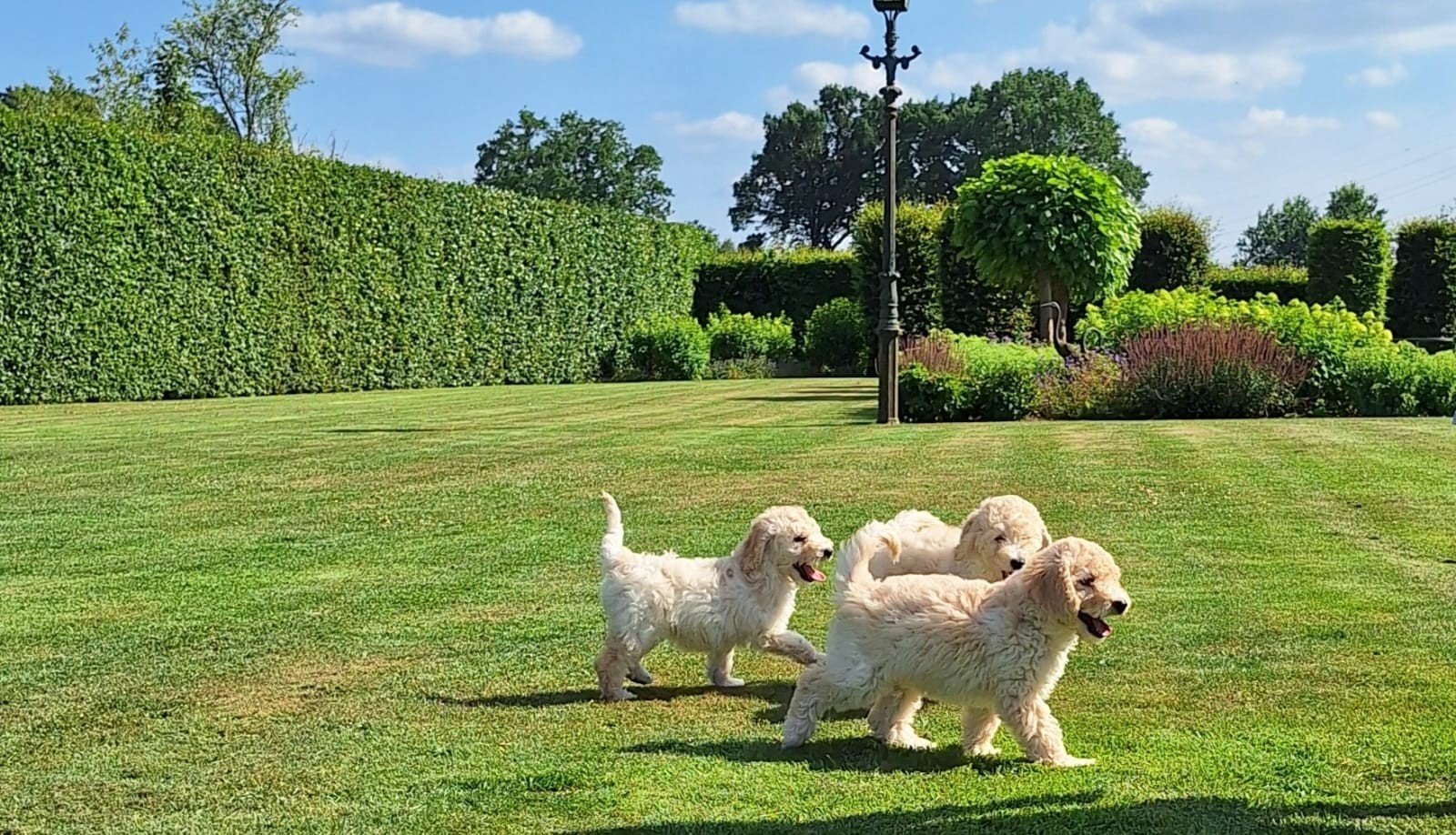 Prachtige medium F4 labradoodle pups, Dieren en Toebehoren, Honden | Retrievers, Spaniëls en Waterhonden, HCC (leverziekte), Overige rassen