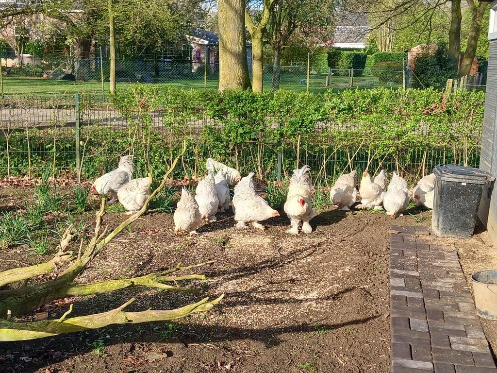 Broedeieren Isabel Brahma groothoender, Dieren en Toebehoren, Pluimvee | Toebehoren, Nieuw, Overige typen, Ophalen