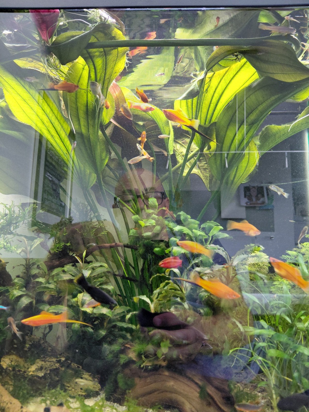 Zwaarddragers rond de 6 maanden, Vis