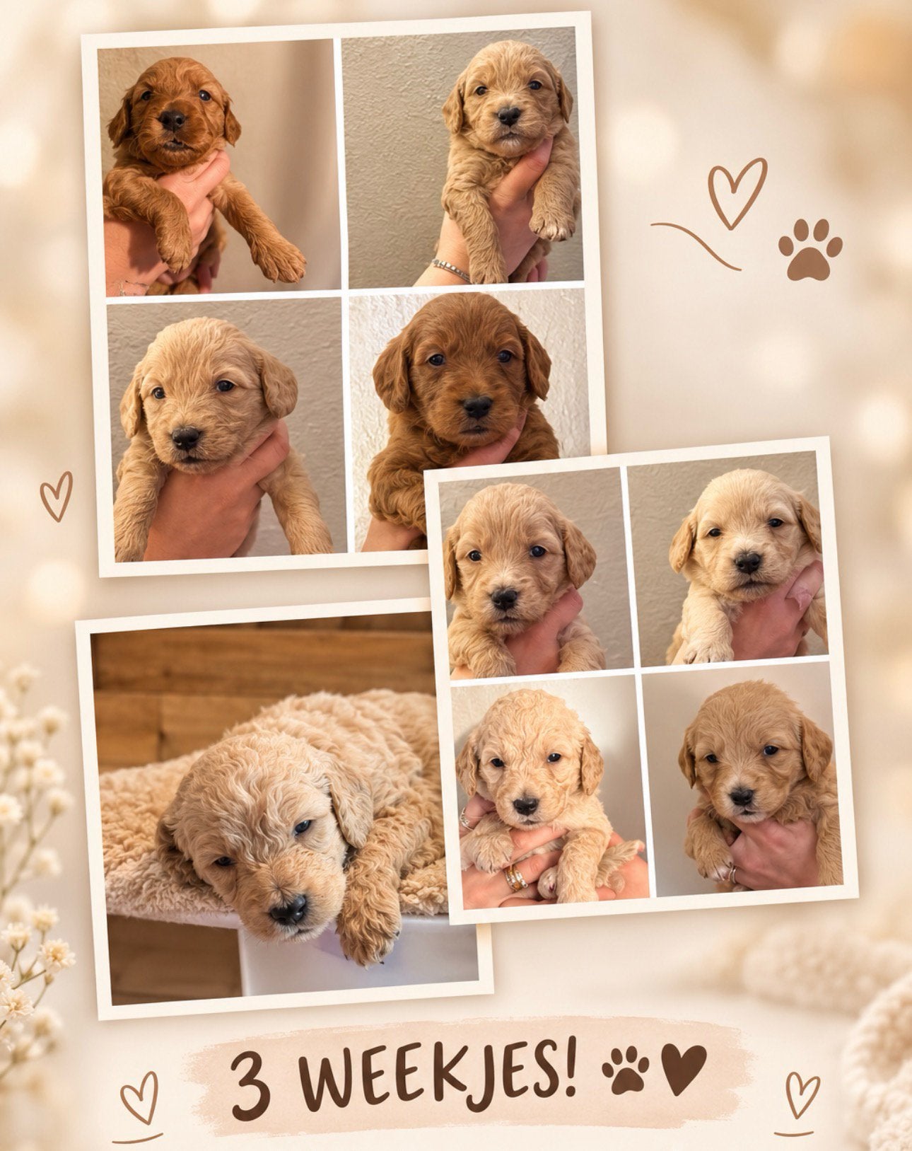 Labradoodlepups, Overige rassen, 8 tot 15 weken, Parvo, Meerdere
