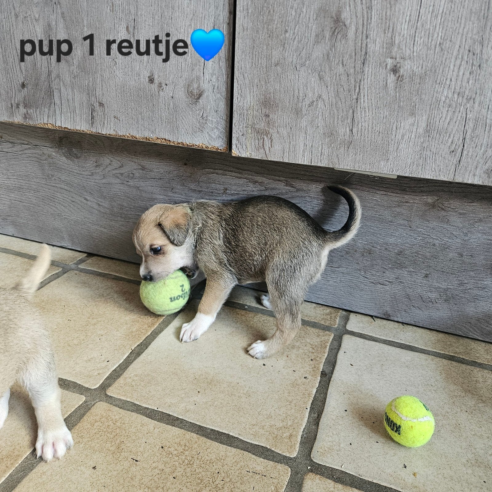 Puppy's te koop, Dieren en Toebehoren, Honden | Niet-rashonden, 8 tot 15 weken, Meerdere, Meerdere dieren, Middel