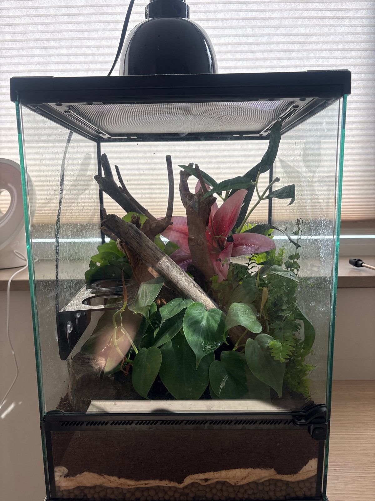 Wimpergekko (Lilly white)  + Terrarium, Dieren en Toebehoren, Met terrarium, 0 tot 2 jaar