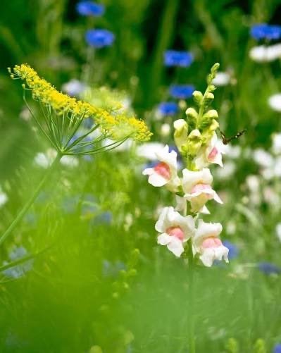 Leeuwenbek zaden , zacht geel, Tuin en Terras, Ophalen of Verzenden, Voorjaar, Volle zon, Zaad