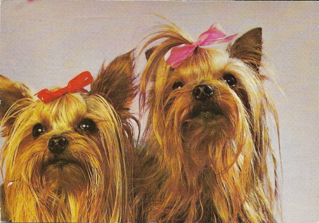 Ansichtkaart  	Hond	Yorkshire Terrier, Verzenden, 1960 tot 1980, Gelopen, Hond of Kat