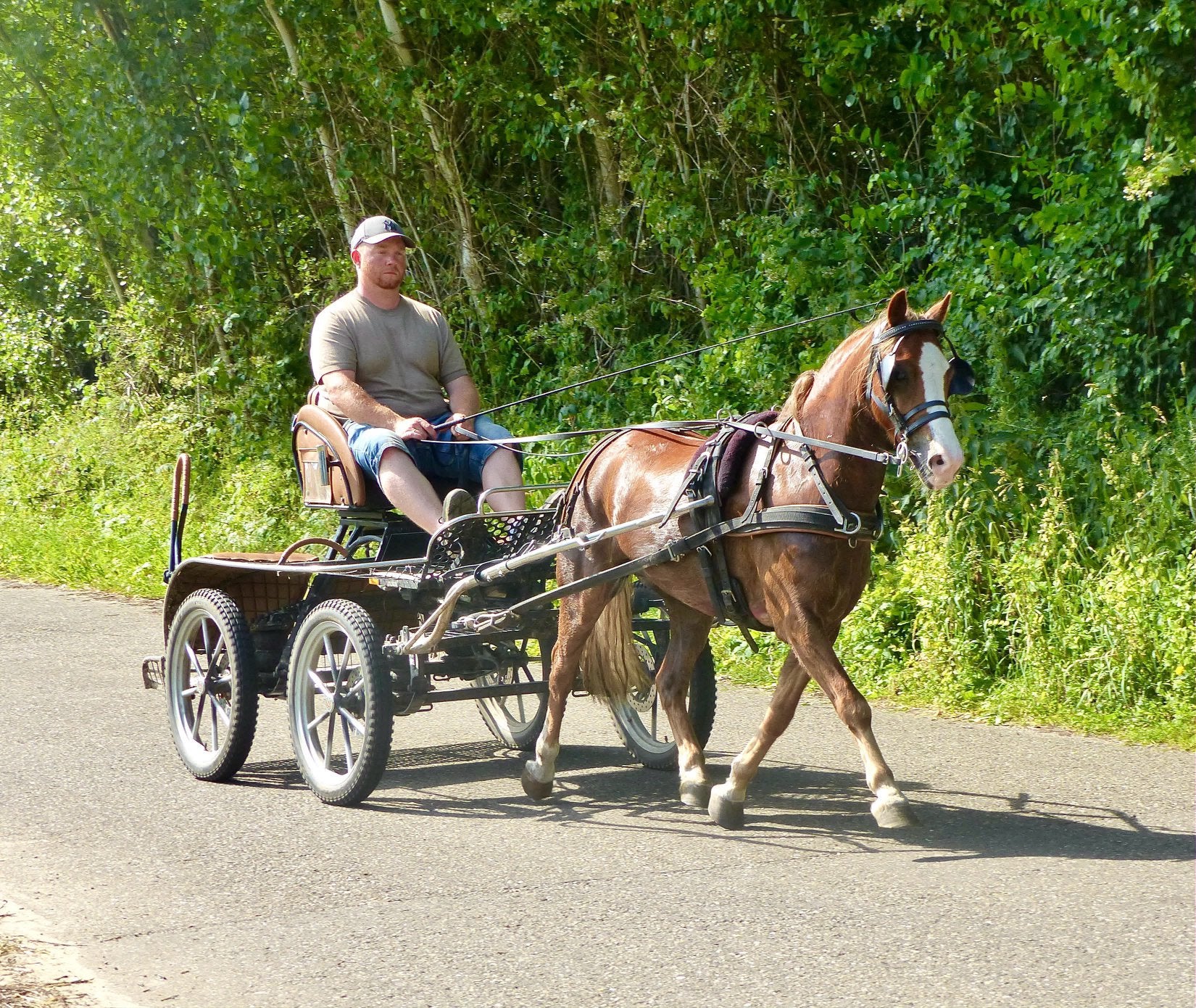 Welsh Pony ruin, menpony, Dieren en Toebehoren, Pony's, Ruin, 3 tot 6 jaar