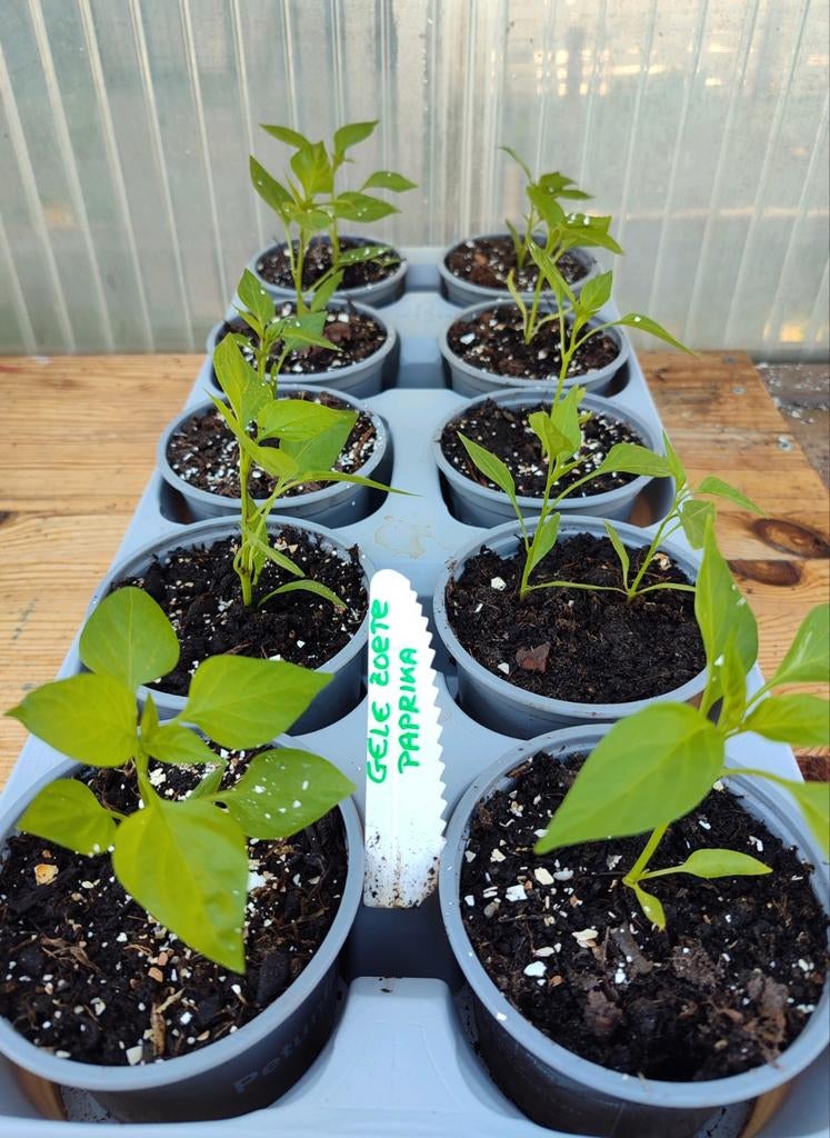 Biologische Zoete Gele Paprika Plantjes voor Moestuin, Tuin en Terras, Planten | Tuinplanten, Ophalen, Groenteplanten, Tweejarig