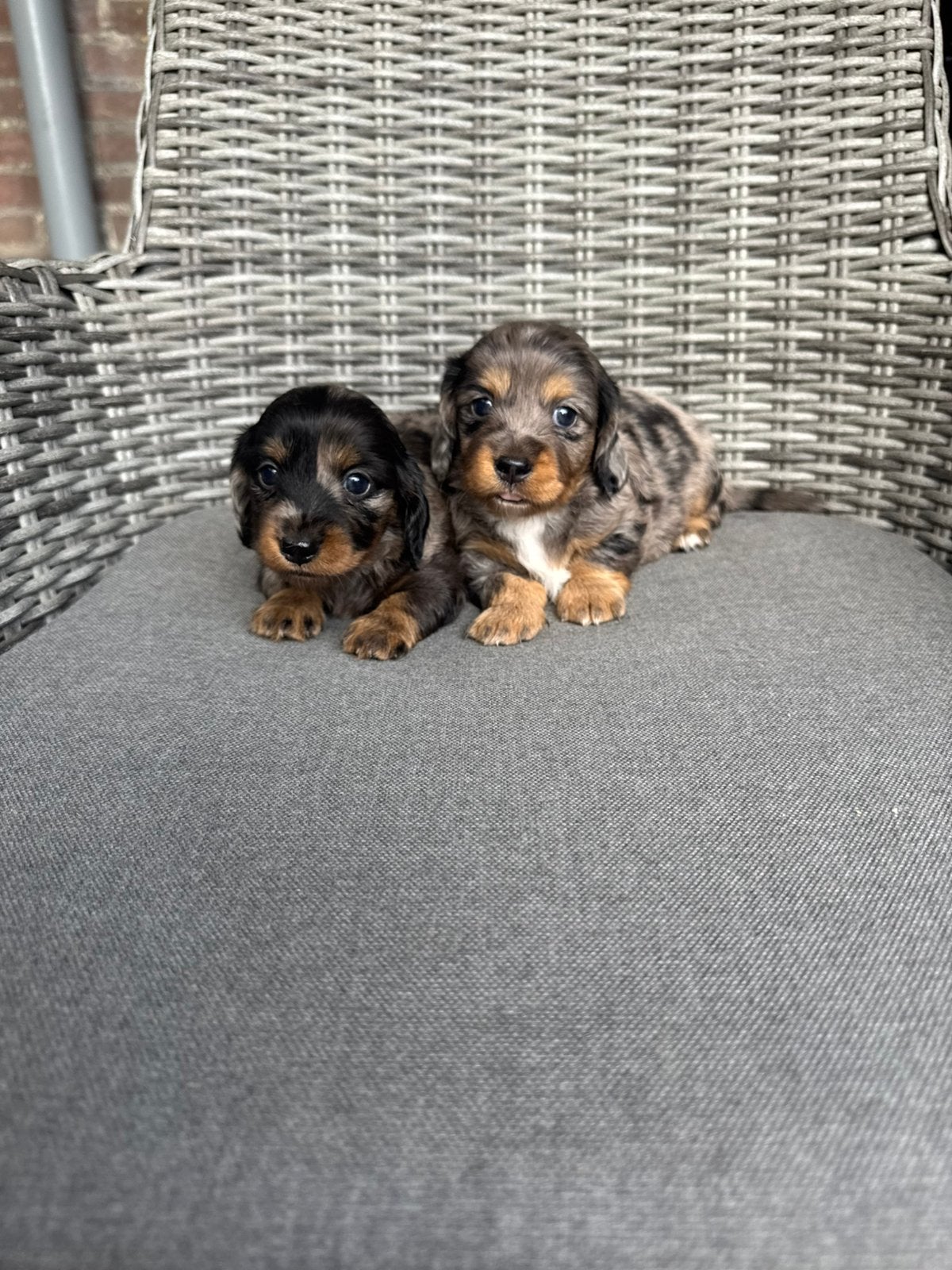 Zeer sociale dwergteckel pups, Dieren en Toebehoren, Parvo, 8 tot 15 weken, Dwerg, Langhaar