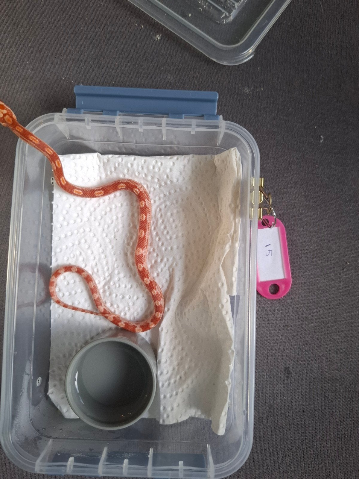 Rode rattenslangen zoeken nieuw thuis Corn Snake photo 16