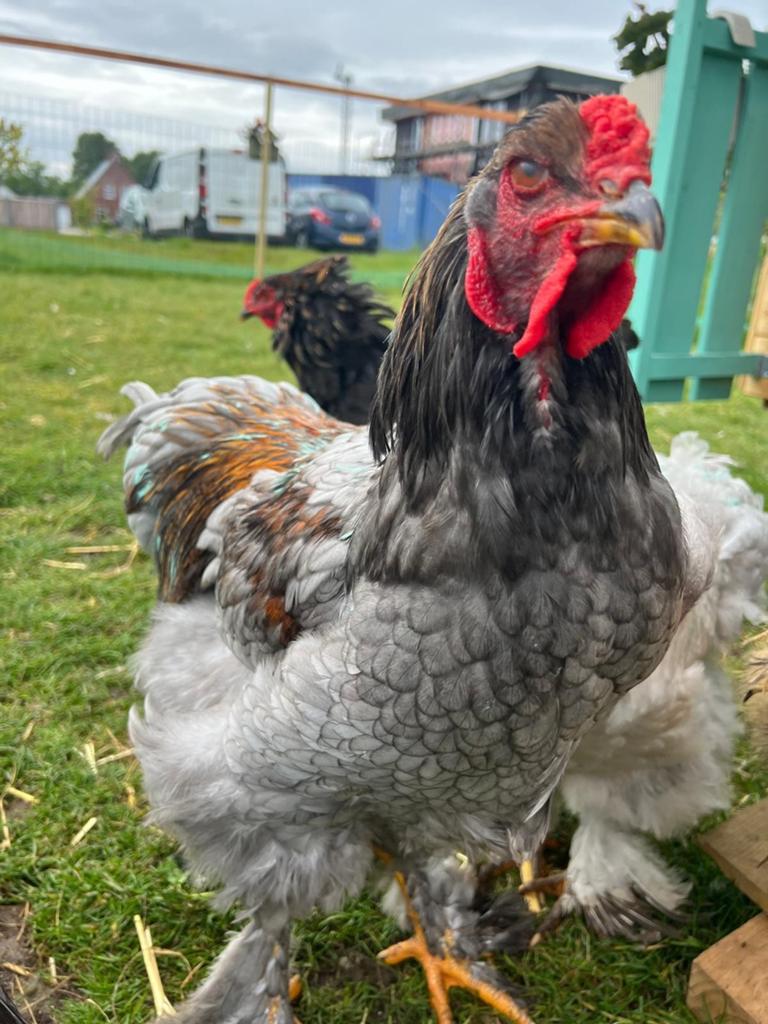 3 gezonde jonge brahma hanen, Dieren en Toebehoren, Pluimvee, Mannelijk, Kip