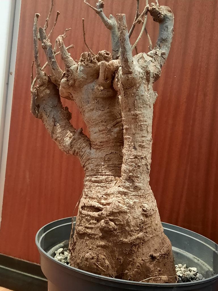 Adansonia digitata, Verzenden, Halfschaduw, Minder dan 100 cm