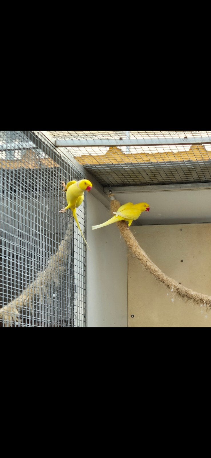 Kweekkoppel halsbandparkiet lutino 2021, Dieren en Toebehoren, Vogels | Parkieten en Papegaaien, Meerdere dieren, Parkiet, Geringd