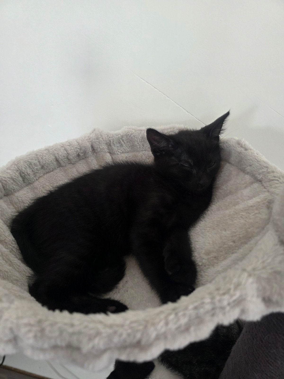 leuke speelse kittens, Dieren en Toebehoren, Katten en Kittens | Overige Katten, Poes, Kortharig, 0 tot 2 jaar