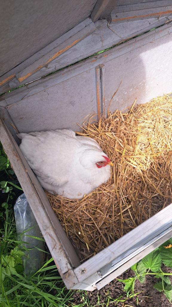 4 kippen te koop, Dieren en Toebehoren, Pluimvee, Vrouwelijk, Kip