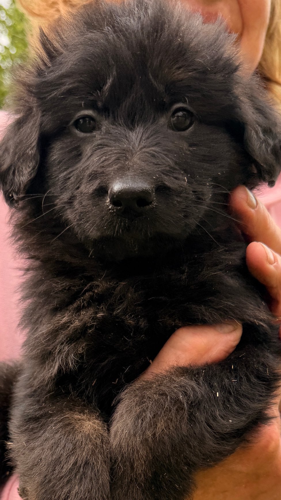 Te koop prachtige puppy’s, Dieren en Toebehoren, 8 tot 15 weken, Meerdere, Meerdere dieren, Nederland