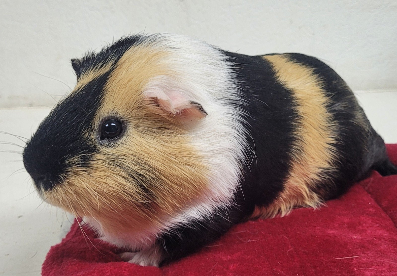 lieve cavia, gecastreerd beertje, Dieren en Toebehoren, Mei, Mannelijk, Cavia