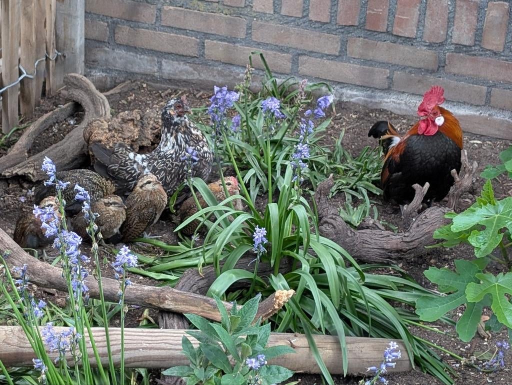 Serama haantjes, Dieren en Toebehoren, Pluimvee, Mannelijk, Kip