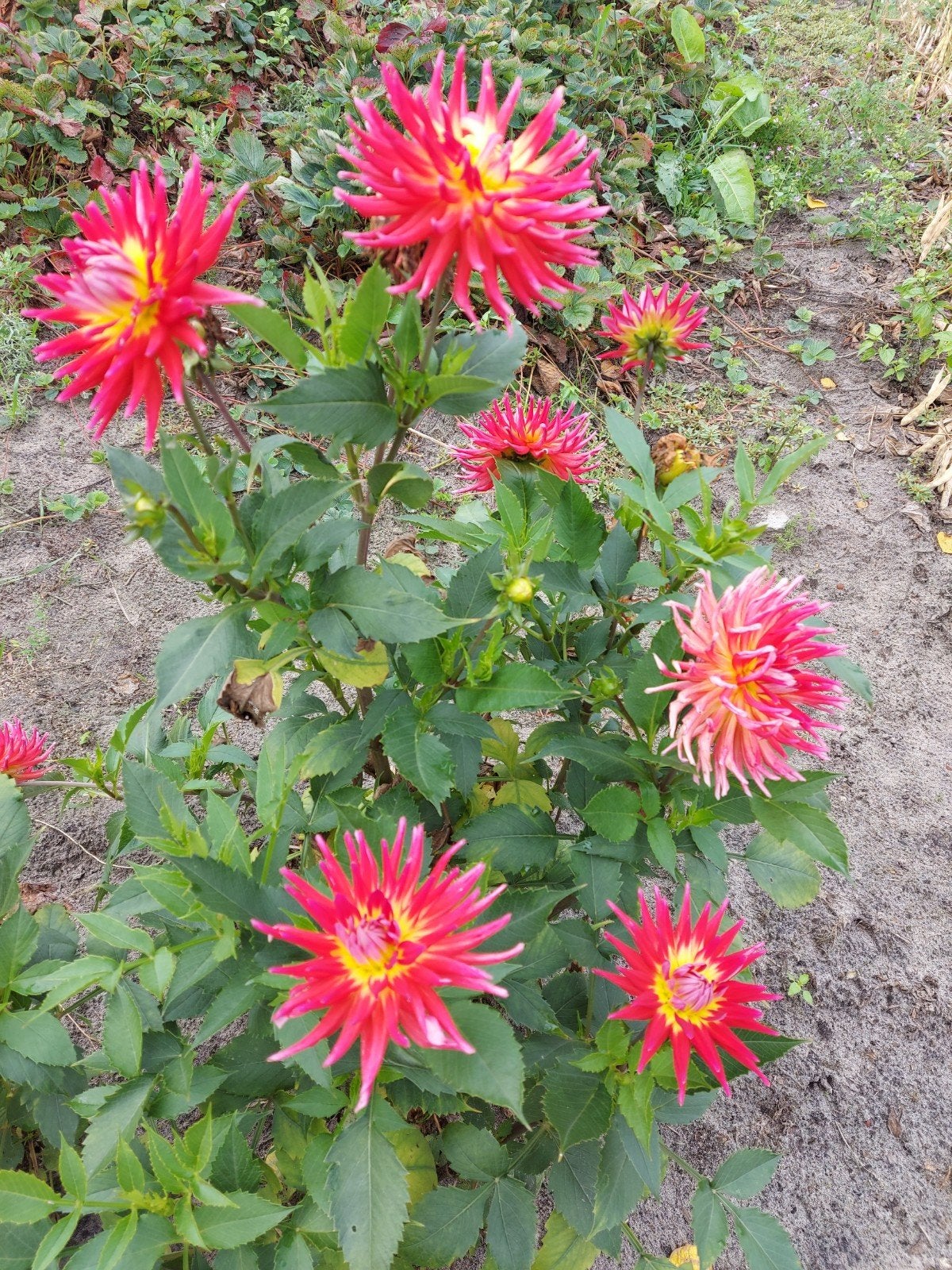 dahlia bollen mix&match moestuin, vd tuin gehaald, Ophalen of Verzenden, Voorjaar, Volle zon, Knol