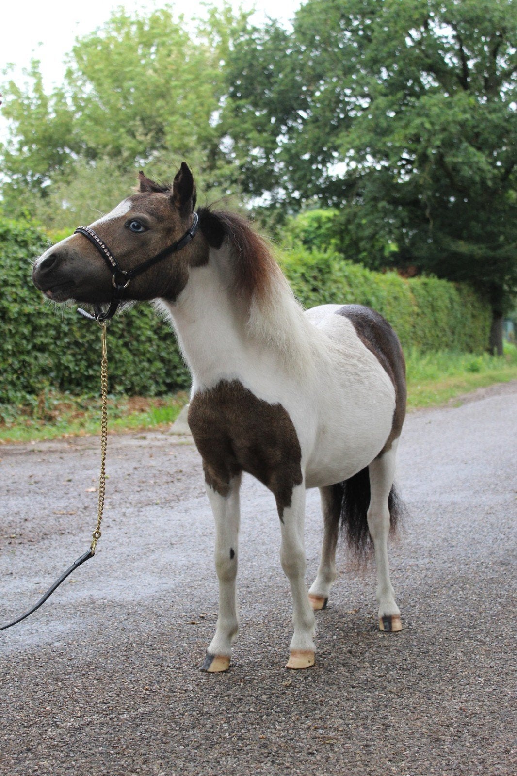 Chic minipaardje, Dieren en Toebehoren, Merrie, A pony (tot 1.17m), Gechipt, 0 tot 2 jaar