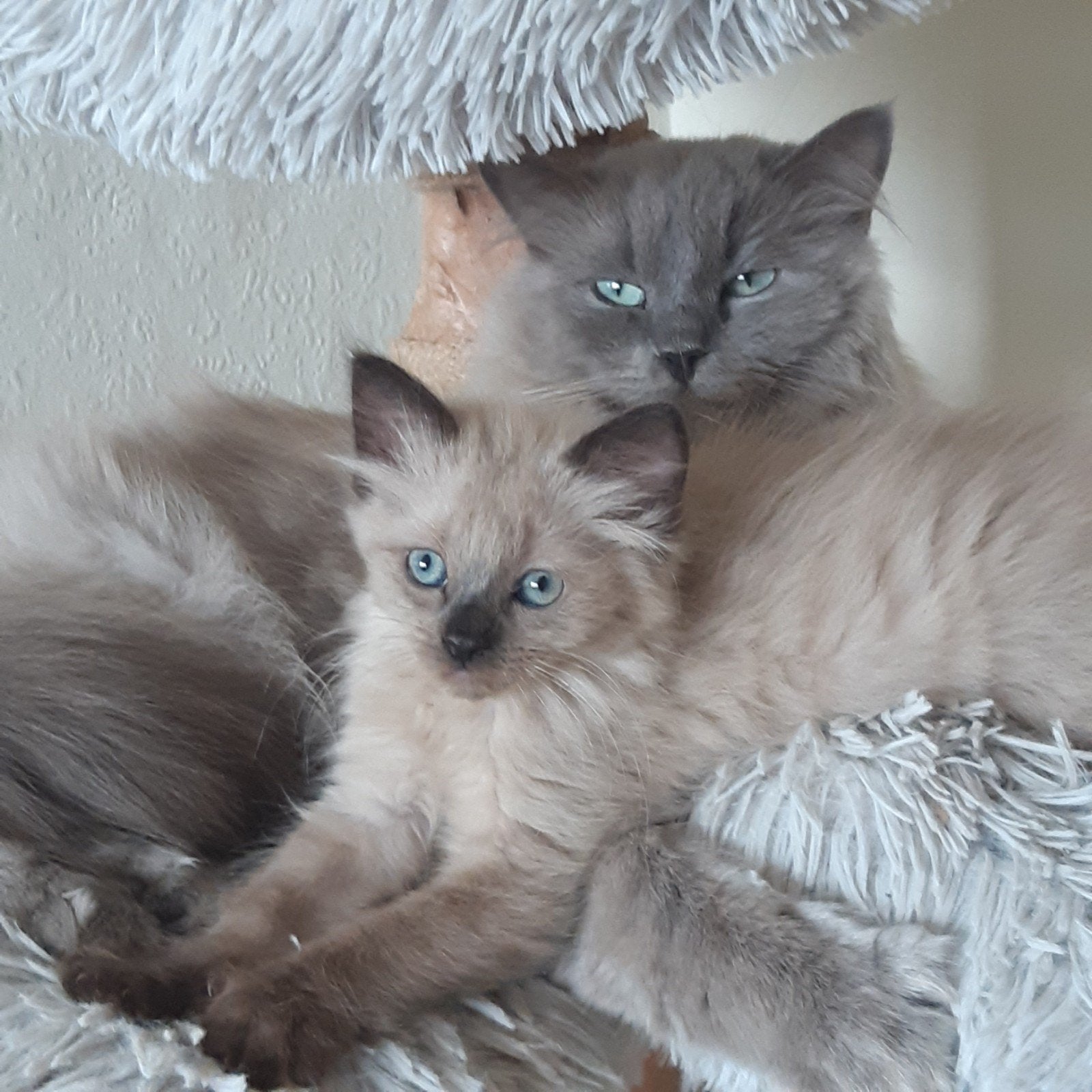 Mooie aparte seal mink  ragdoll kittens (cherubim), Meerdere dieren, Gechipt