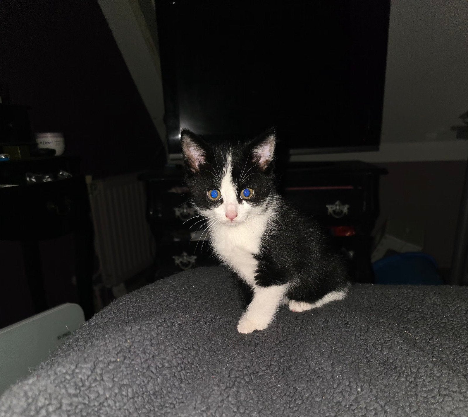 Nog 2 kittens beschikbaar