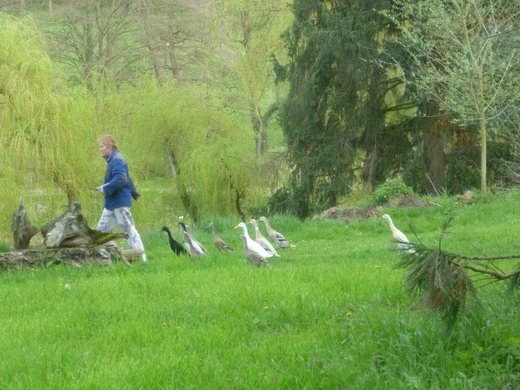 Indische loopeenden woerden, Dieren en Toebehoren, Pluimvee, Mannelijk, Eend
