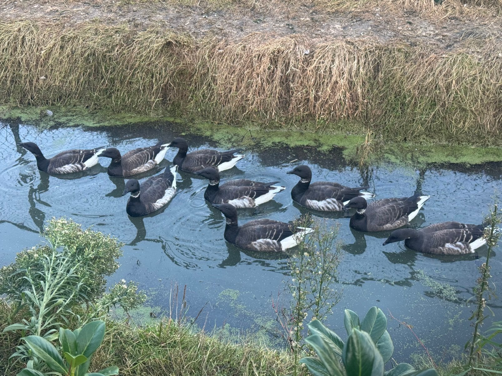 Koppels rottganzen en losse man beschikbaar, Dieren en Toebehoren, Meerdere dieren, Eend