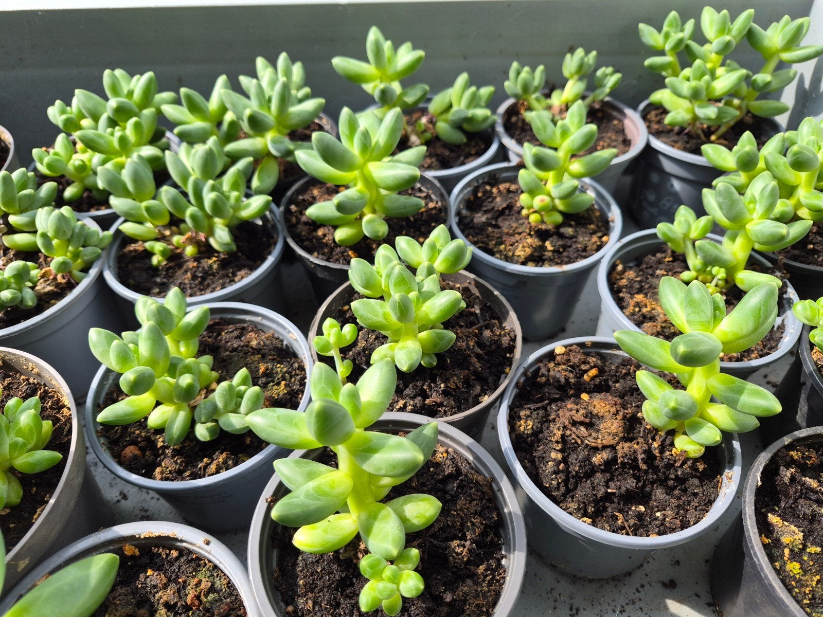 Diverse stekken vetplantjes, Groene kamerplant, Ophalen, Halfschaduw, Minder dan 100 cm