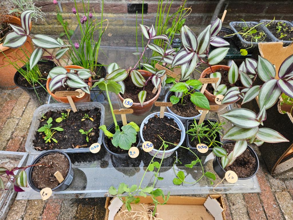 Verkoop stekjes aan de weg, Tuin en Terras, Planten | Tuinplanten, Ophalen, Eenjarig, Groenteplanten, Volle zon