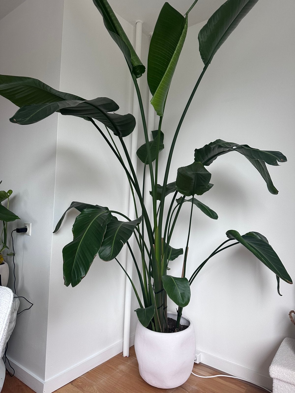 strelitzia nicolai met pot, Huis en Inrichting, Ophalen, Halfschaduw