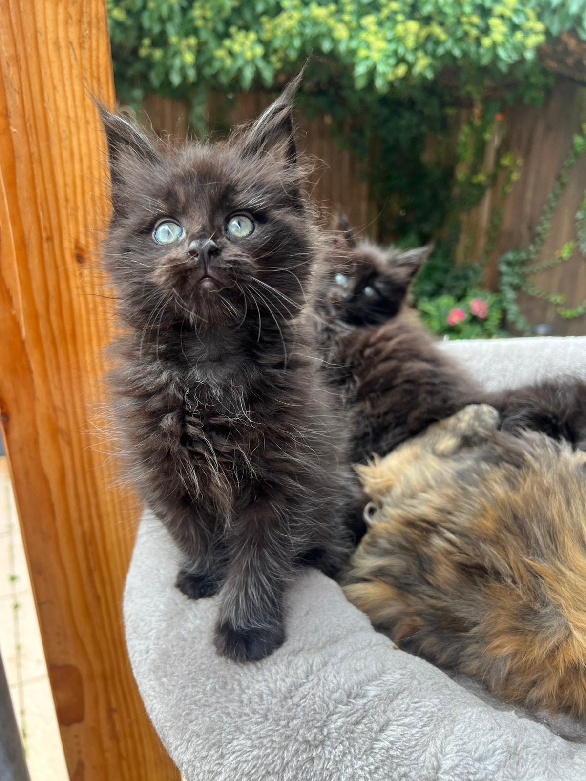 Maine Coon kittens met stamboom., Meerdere dieren, Met stamboom, 0 tot 2 jaar