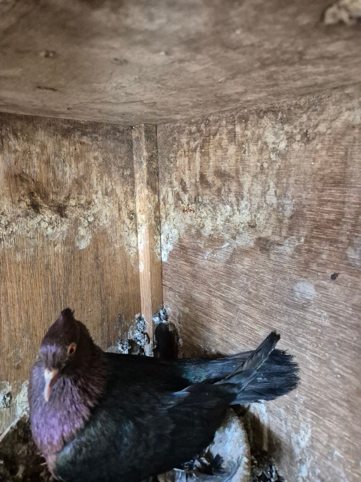vinkduiven, Meerdere dieren, Overige soorten