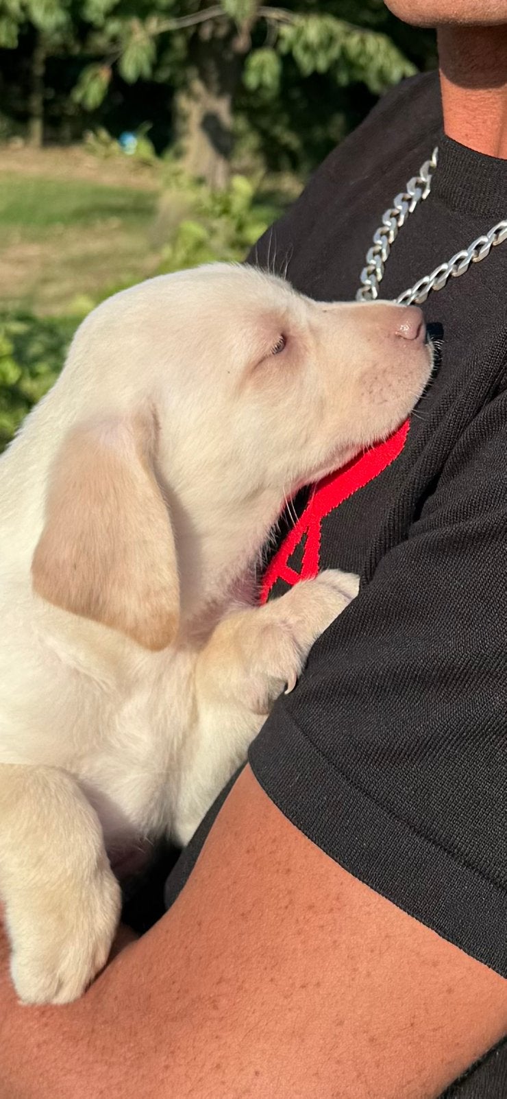 Zilver, charcoal en witte labrador pups labmaraner, Nederland, 8 tot 15 weken, Labrador retriever, Parvo