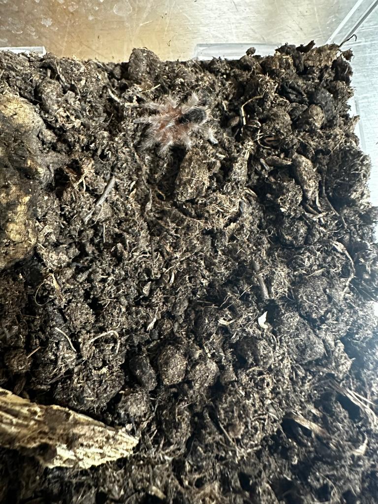 grammostola pulchripes - Spiderling, Dieren en Toebehoren, Spin of Schorpioen