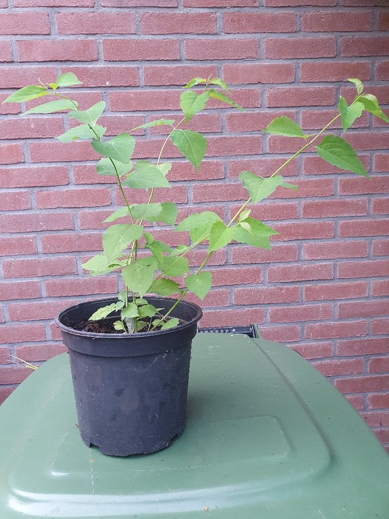 Oma's oorbel (Leycesteria formosa - purpel rain) Stek €4, Vaste plant, Halfschaduw, Zomer, Ophalen