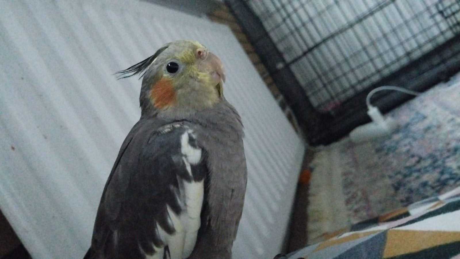 Slimme vogeltje, Geslacht onbekend