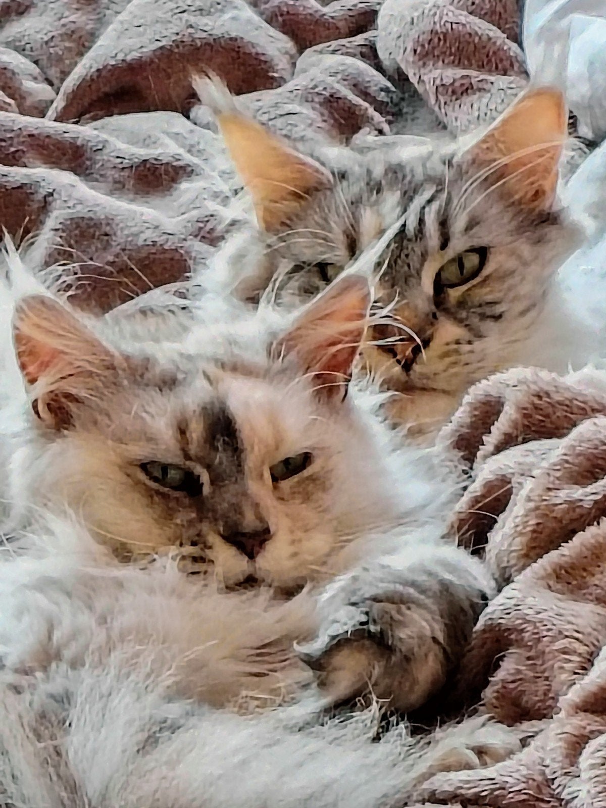 Maine coons, Poes, Met stamboom