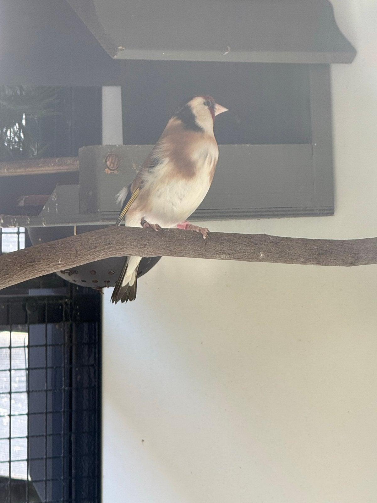 Majoor putters, Meerdere dieren, Wildzangvogel, Geringd