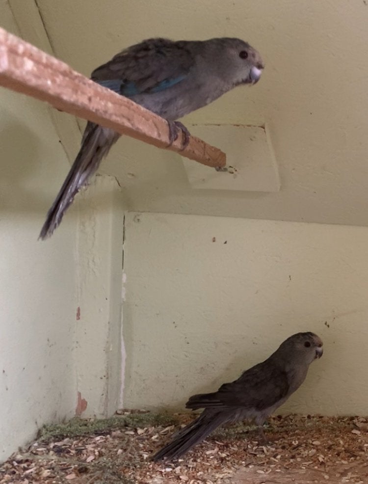 Kakariki misty, Dieren en Toebehoren, Vogels | Parkieten en Papegaaien, Meerdere dieren, Parkiet, Geringd