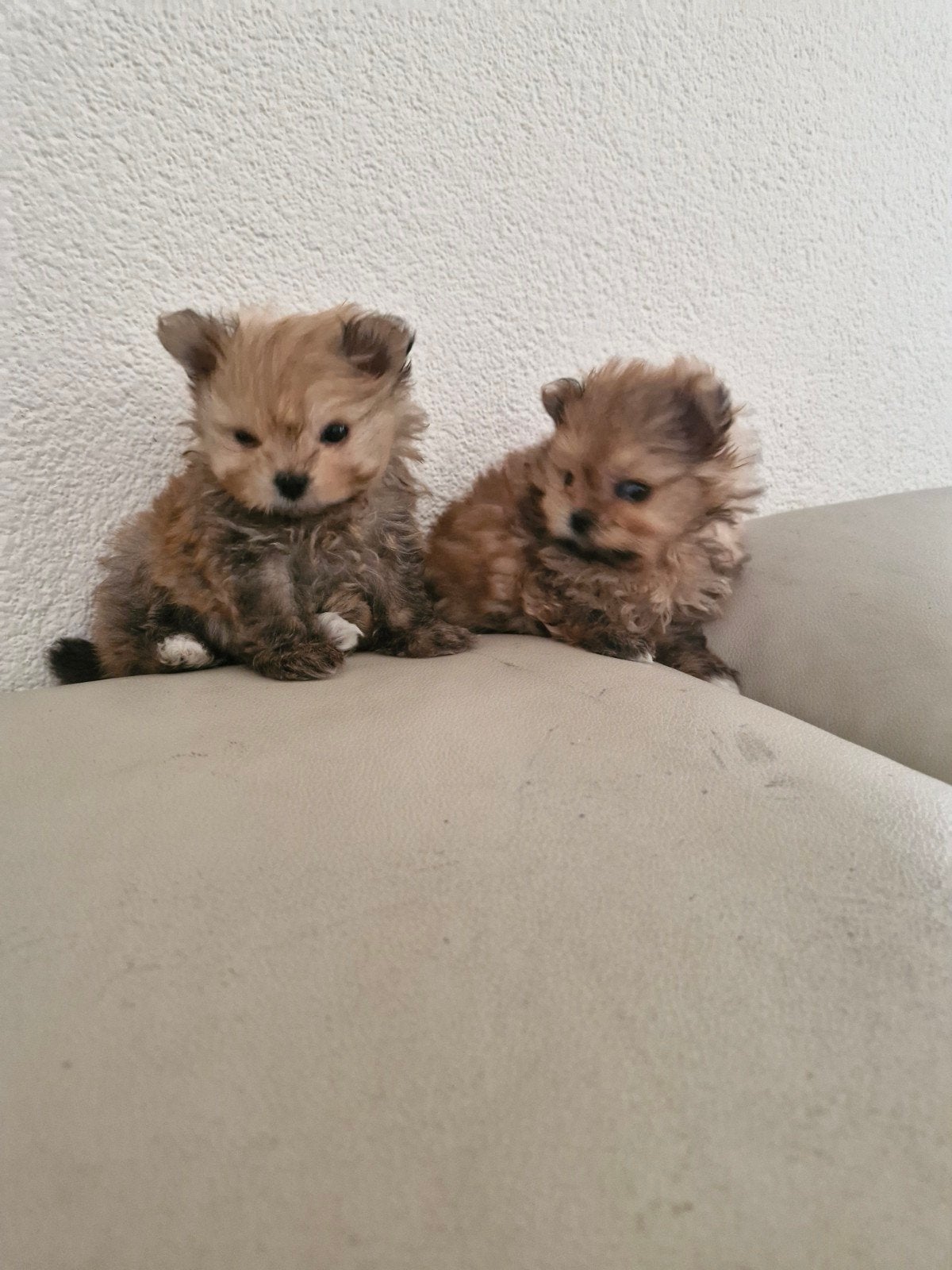 gezelschaphondjes, Dieren en Toebehoren, Meerdere dieren, Gechipt, 0 tot 2 jaar