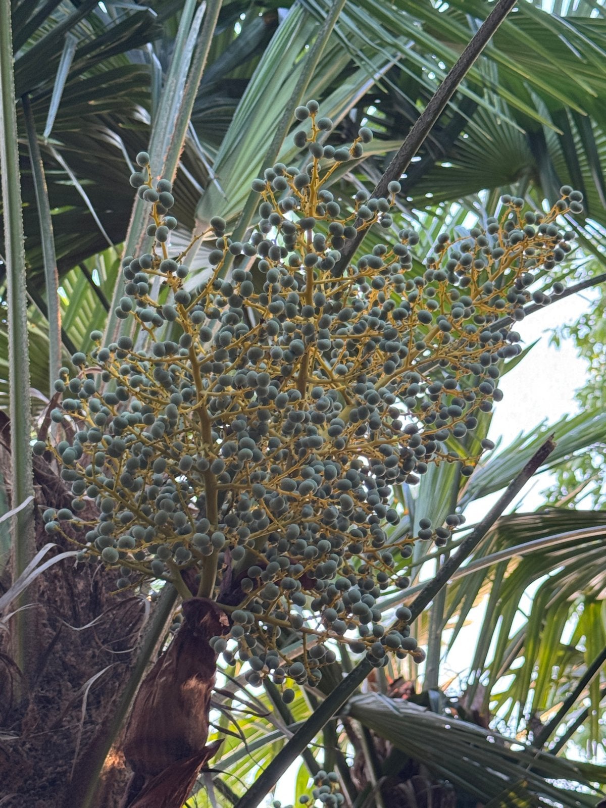 Chinese Waaierpalm (Trachycarpus fortunei) - Zaden, Volle zon, Vaste plant, Bloeit niet, Ophalen