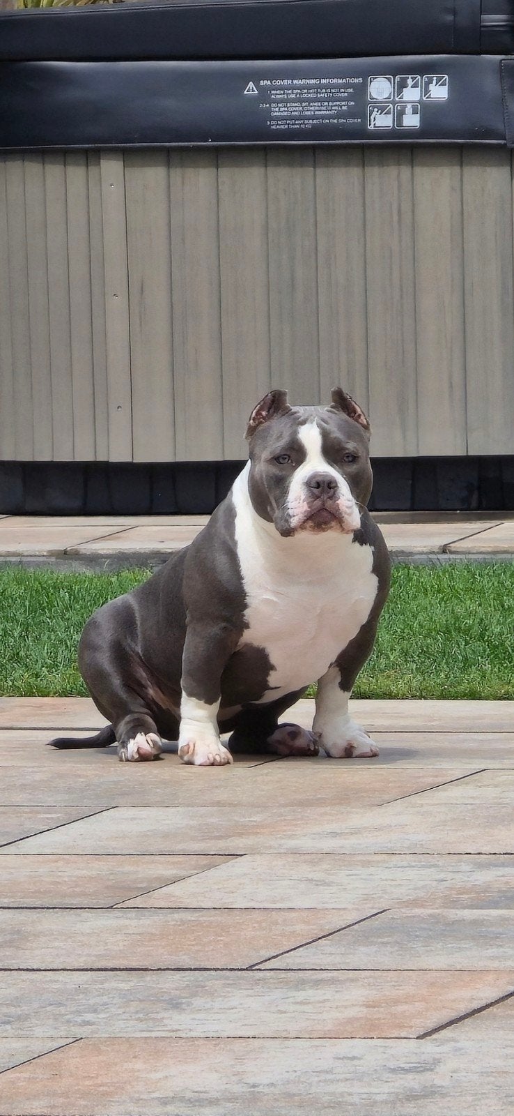 American pocket bully teefje / 6 maanden, Dieren en Toebehoren, 15 weken tot 1 jaar, Overige rassen, Teef, Parvo