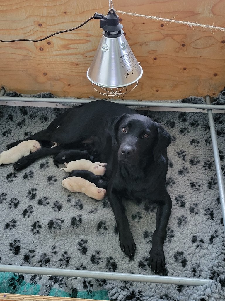 STAMBOOM ZWARTE EN BLONDE FIELDTRIAL LABRADOR PUPS, Nederland, Overige rassen, 8 tot 15 weken, Meerdere