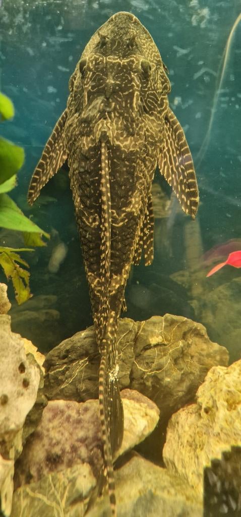 Zeilvin pleco, Vis