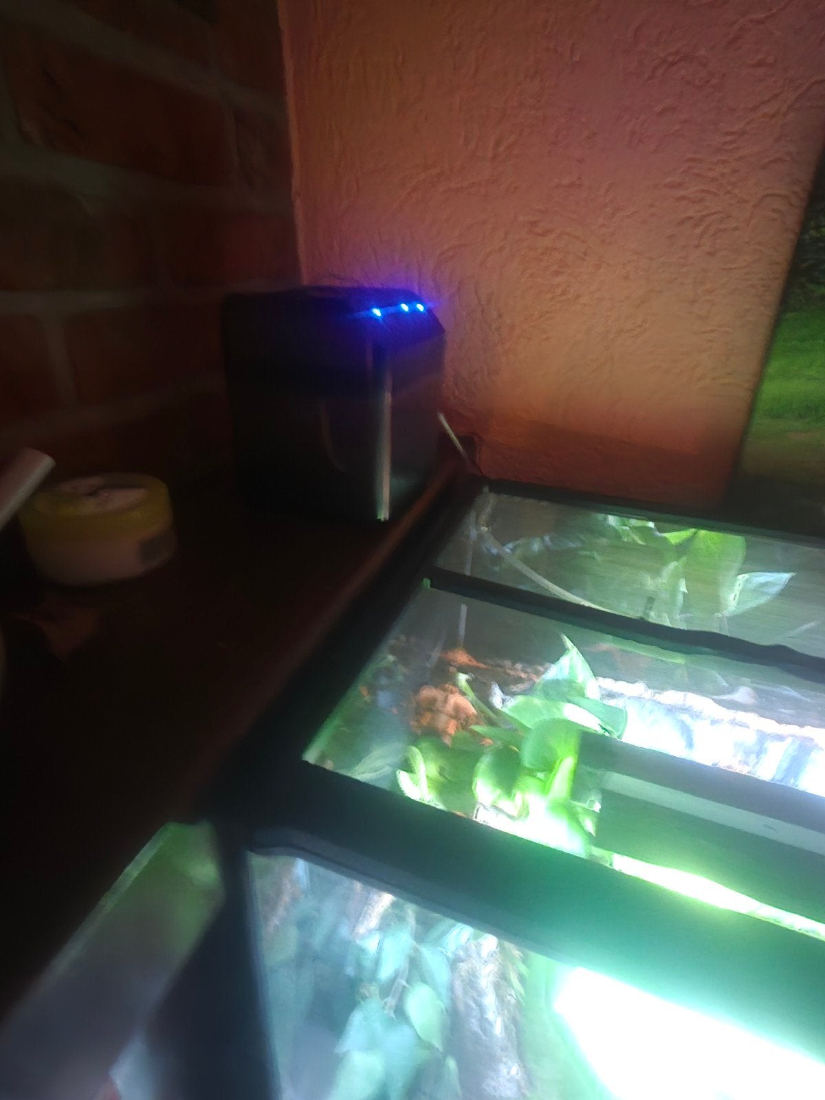 Jemen kameleon 1 jaar + compleet terrarium met inhoud, Dieren en Toebehoren